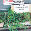 東総学園 園芸自主講座 サークル活動紹介の写真