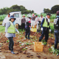 学生自治会による大利根旭出福祉園芋ほり会ボランティアの写真