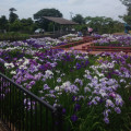 東総学園 あさひ学友会地域活動部会の花菖蒲のチャリティーイベントの写真